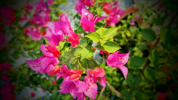 Comment refaire la décoration de sa maison ?