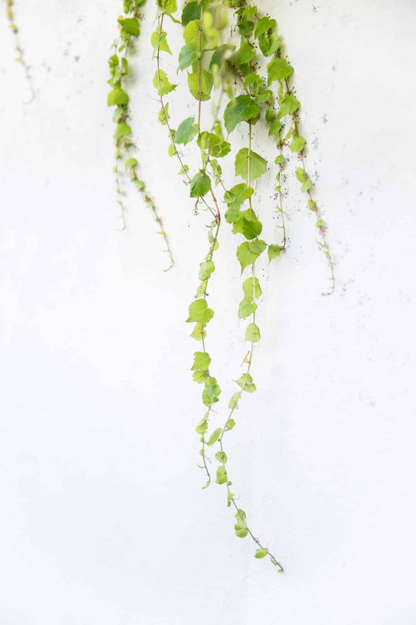 Faux lierre artificiel pour une déco chambre charmante
